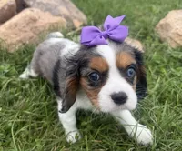 Lizzy, a female Cavalier King Charles Spaniel for sale in Athens, WI – 2 of 10