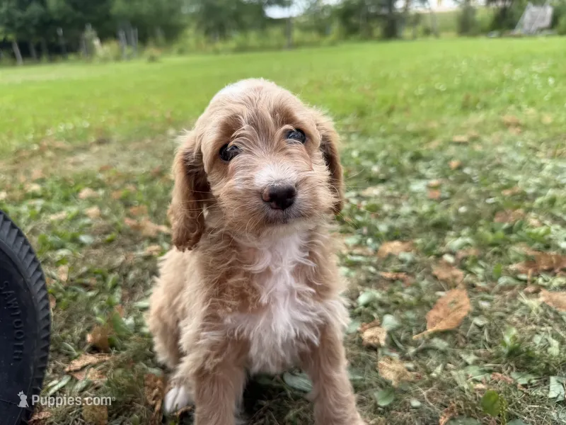 Carly – Miniature Goldendoodle puppy for sale in Athens, WI