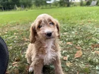 Carly, a female Miniature Goldendoodle for sale in Athens, WI – 1 of 10