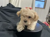 Cindy, a female Shihpoo for sale in Athens, WI – Photo 10 of 10