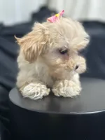 Cindy, a female Shihpoo for sale in Athens, WI – Photo 8 of 10