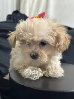 Cindy, a female Shihpoo for sale in Athens, WI – Photo 2 of 10