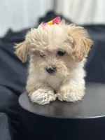 Cindy, a female Shihpoo for sale in Athens, WI – Photo 6 of 10