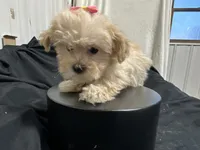 Cindy, a female Shihpoo for sale in Athens, WI – Photo 4 of 10