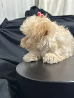 Cindy, a female Shihpoo for sale in Athens, WI – Photo 3 of 10