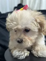 Cindy, a female Shihpoo for sale in Athens, WI – Photo 5 of 10