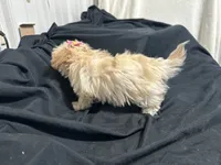 Cindy, a female Shihpoo for sale in Athens, WI – Photo 9 of 10