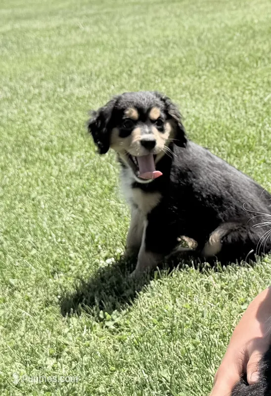 Roger  – Cocker Spaniel, Miniature Australian Shepherd puppy for sale in Athens, WI