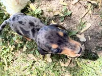 Harper, a female Miniature Dachshund for sale in Athens, WI – 8 of 10