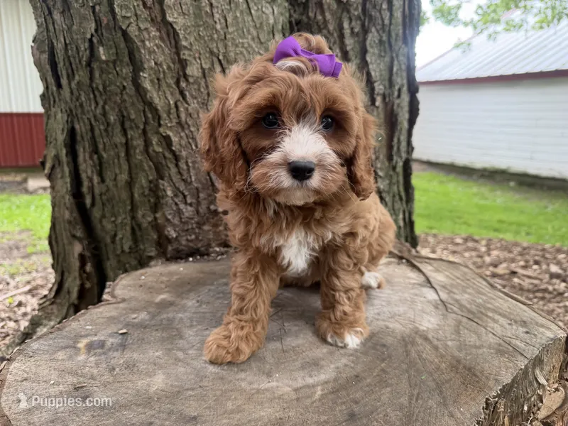 Sunnie – Cavapoo puppy for sale in Athens, WI