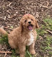 Susie, a female Cavapoo for sale in Athens, WI – 4 of 10