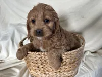 Connie, a male Cockapoo for sale in Athens, WI – Photo 7 of 10