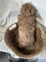 Connie, a male Cockapoo for sale in Athens, WI – Photo 10 of 10