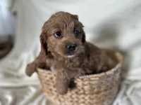 Connie, a male Cockapoo for sale in Athens, WI – Photo 4 of 10