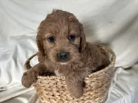 Connie, a male Cockapoo for sale in Athens, WI – Photo 9 of 10