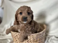 Connie, a male Cockapoo for sale in Athens, WI – Photo 3 of 10