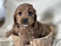 Connie, a male Cockapoo for sale in Athens, WI – Photo 1 of 10