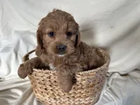 Connie, a male Cockapoo for sale in Athens, WI – Photo 6 of 10