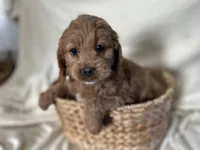 Connie, a male Cockapoo for sale in Athens, WI – Photo 5 of 10