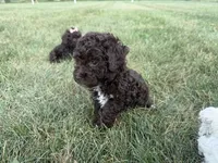 Eddie, a male Poodle - Toy  for sale in Athens, WI – 10 of 10