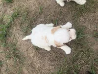 Albert, a male Cavapoo for sale in Athens, WI – 10 of 10