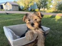 Woody, a male Morkie for sale in Athens, WI – 4 of 10