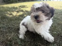 Fiona, a female Yorkshire Terrier for sale in Athens, WI – 9 of 10