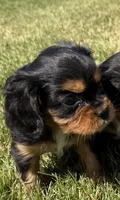AKC Dora, a female Cavalier King Charles Spaniel for sale in Athens, WI – 8 of 10