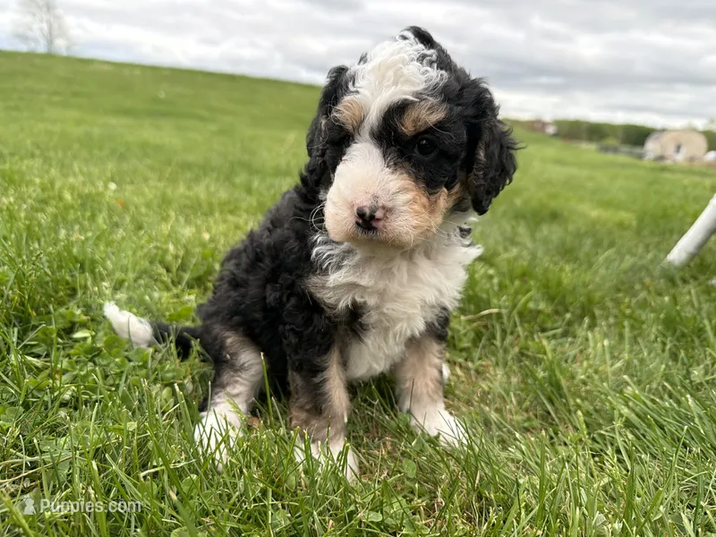 Louie – Miniature Bernedoodle puppy for sale in Athens, WI
