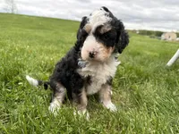 Louie, a male Miniature Bernedoodle for sale in Athens, WI – 1 of 10