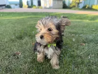 Woody, a male Morkie for sale in Athens, WI – 7 of 10