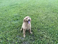 Buster, a male Miniature Goldendoodle for sale in Athens, WI – 5 of 10