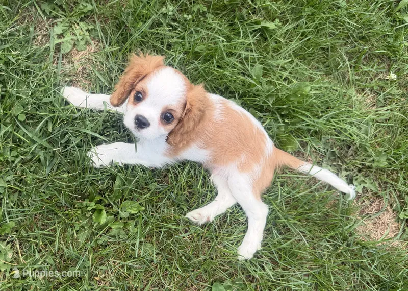 AKC Donald  – Cavalier King Charles Spaniel puppy for sale in Athens, WI