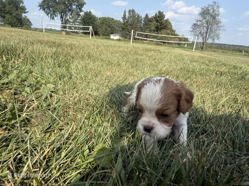 AKC Donna – Cavalier King Charles Spaniel puppy for sale in Athens, WI
