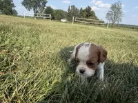 AKC Donna, a female Cavalier King Charles Spaniel for sale in Athens, WI – 1 of 4