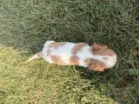 AKC Donna, a female Cavalier King Charles Spaniel for sale in Athens, WI – 3 of 4