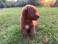 Champion, a male Miniature Goldendoodle for sale in Athens, WI – 9 of 10