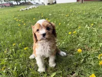 Ernie, a male Cavapoo for sale in Athens, WI – 8 of 10