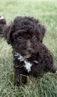 Eddie, a male Poodle - Toy  for sale in Athens, WI – 4 of 10