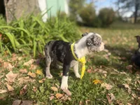 Parker, a male Boston Terrier for sale in Athens, WI – 5 of 10
