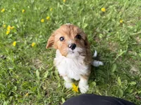 Elvis , a male Cavapoo for sale in Athens, WI – 7 of 10