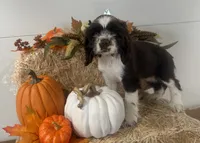 AKC Monica, a female Cocker Spaniel for sale in Athens, WI – 1 of 10