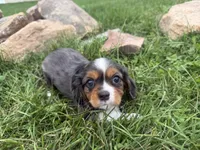 Lucas, a male Cavalier King Charles Spaniel for sale in Athens, WI – 8 of 10