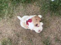 Annie, a female Cavapoo for sale in Athens, WI – 9 of 10