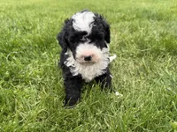 Huey, a male Miniature Bernedoodle for sale in Athens, WI – 10 of 10
