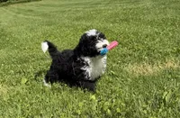 Huey, a male Miniature Bernedoodle for sale in Athens, WI – 4 of 10