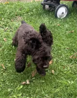 AKC Maverick , a male Cocker Spaniel for sale in Athens, WI – 3 of 10