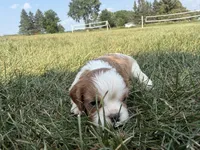AKC Dorn, a male Cavalier King Charles Spaniel for sale in Athens, WI – 3 of 7
