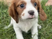 Logan, a male Cavalier King Charles Spaniel for sale in Athens, WI – 3 of 10