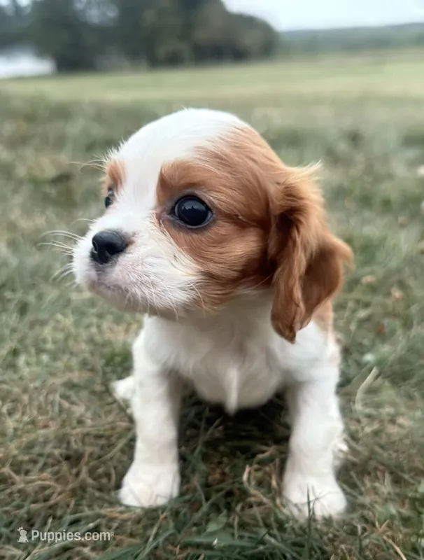 AKC Donna – Cavalier King Charles Spaniel puppy for sale in Athens, WI